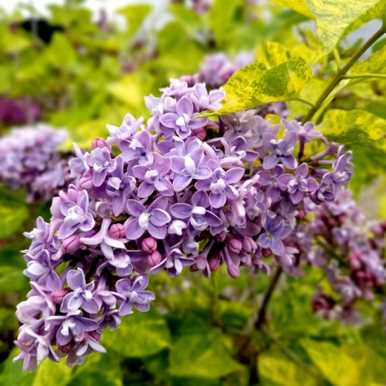 Alyva paprastoji (Spyringa vulgaris) ‚Aucubaefolia‘