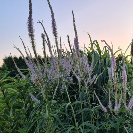 Veronikūnas virgininis (Veronicastrum virginicum) 'Fascination‘