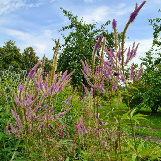 Veronikūnas virgininis (Veronicastrum virginicum) 'Fascination‘