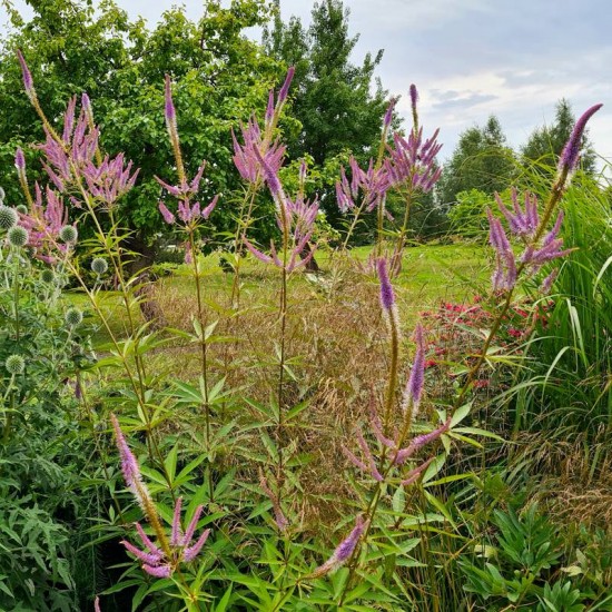 Veronikūnas virgininis (Veronicastrum virginicum) 'Fascination‘