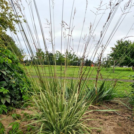 Melvenė nendrinė (Molinia arundinacea JS) 'Mostenveld'