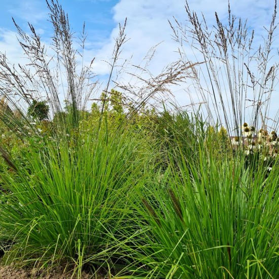 Melvenė nendrinė (Molinia arundinacea JS) 'Mostenveld'