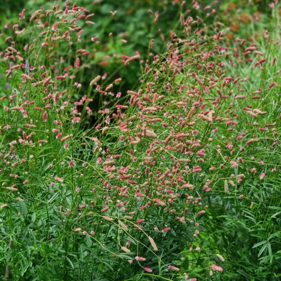 Kraujalakė Menzio (Sanguisorba Menziesii)