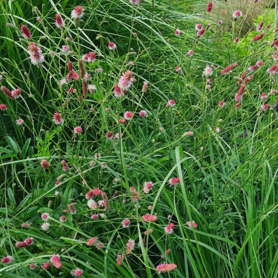 Kraujalakė Menzio (Sanguisorba Menziesii)