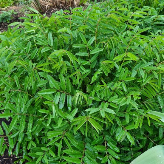 Kraujalakė Menzio (Sanguisorba Menziesii)