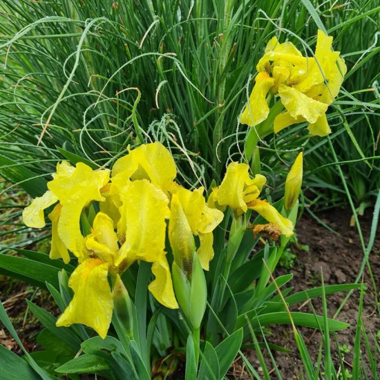 Vilkdalgis (Iris ) Pumila var. Lutea