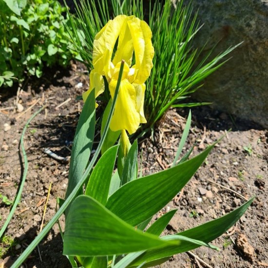 Vilkdalgis (Iris ) Pumila var. Lutea