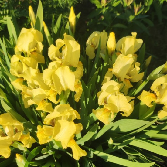 Vilkdalgis (Iris ) Pumila var. Lutea
