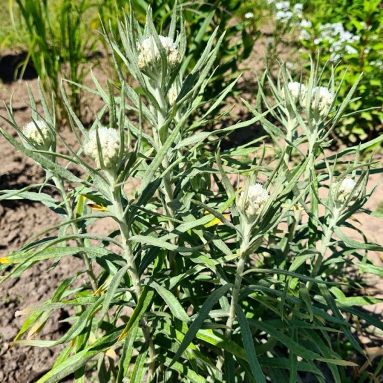 Šlamainis (Anaphalis margaritaceae)