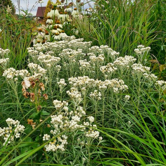 Šlamainis (Anaphalis margaritaceae)