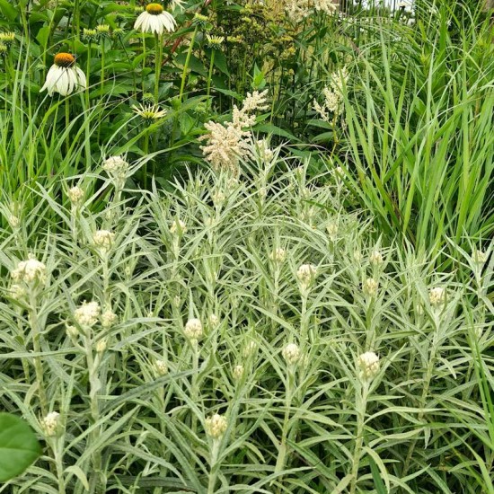 Šlamainis (Anaphalis margaritaceae)