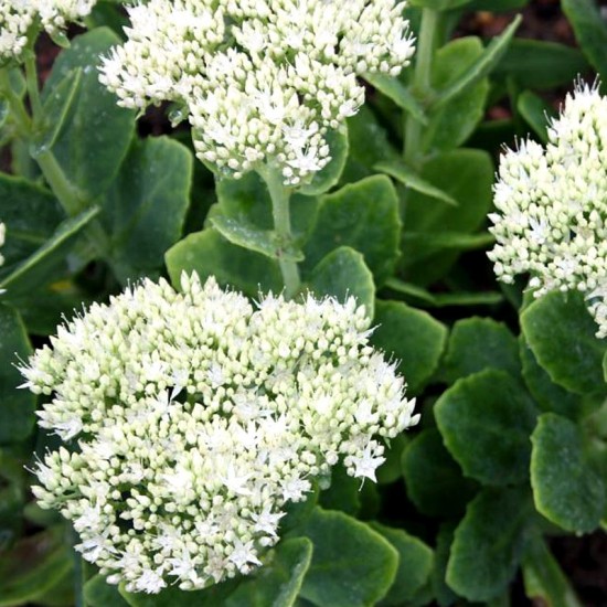 Šilokas puošnusis (Sedum spectabile) 'Iceberg'