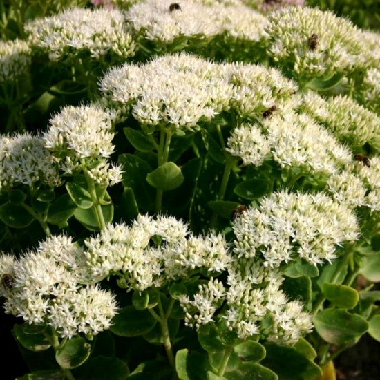 Šilokas puošnusis (Sedum spectabile) 'Iceberg'