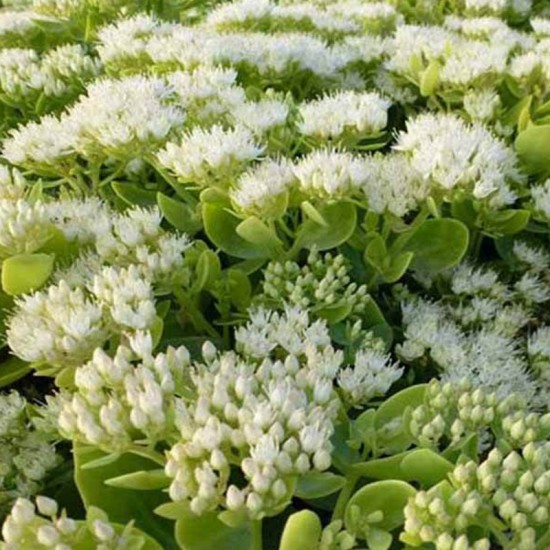 Šilokas puošnusis (Sedum spectabile) 'Iceberg'