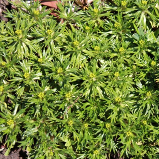 Azorelė (Azorella trifurcata) ‘Nana‘