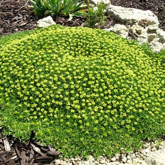 Azorelė (Azorella trifurcata) ‘Nana‘