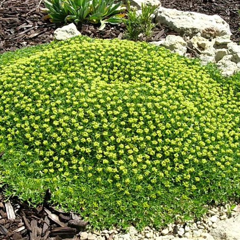 Azorelė (Azorella trifurcata) ‘Nana‘ Azorelė (Azorella trifurcata) ‘Nana‘