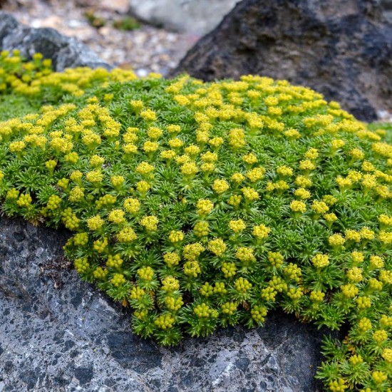 Azorelė (Azorella trifurcata) ‘Nana‘