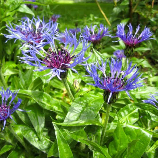 Bajorė kalninė (Centaurea montana L.)