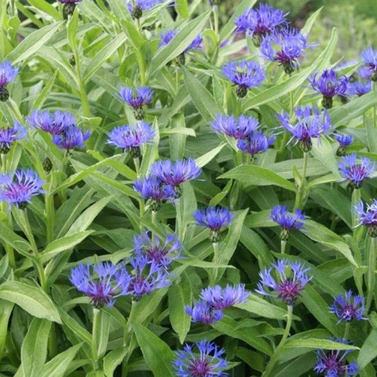 Bajorė kalninė (Centaurea montana L.)