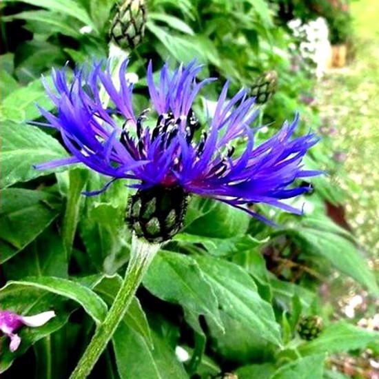 Bajorė kalninė (Centaurea montana L.)