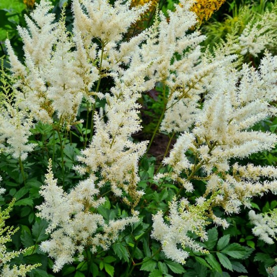 Astilbė (Astilbe) 'Weise Gloria‘