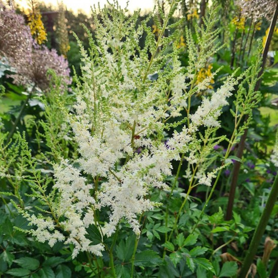 Astilbė (Astilbe) 'Weise Gloria‘