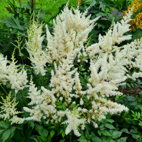 Astilbė (Astilbe) 'Weise Gloria‘