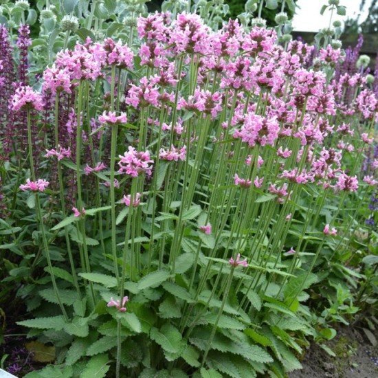 Notra (Stachys monnieri) ‘Pink Cotton Candy’