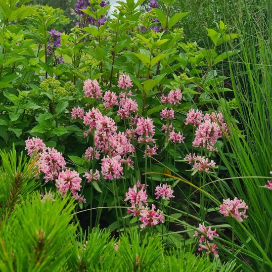 Notra (Stachys monnieri) ‘Pink Cotton Candy’