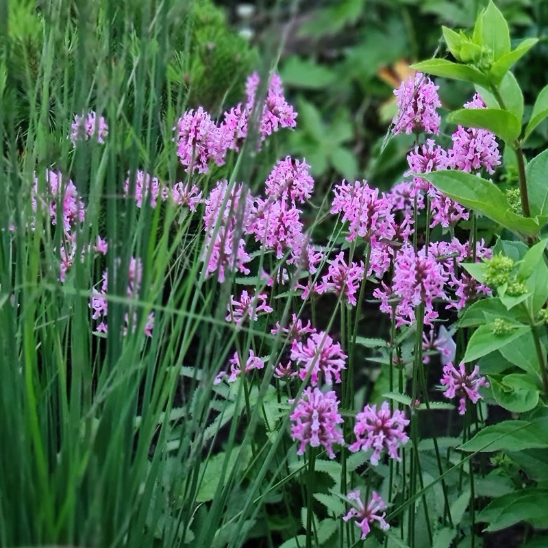 Notra (Stachys monnieri) ‘Pink Cotton Candy’ Notra (Stachys monnieri) ‘Pink Cotton Candy’