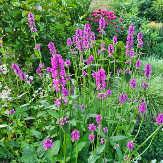 Notra (Stachys monieri) ‘Hummelo’