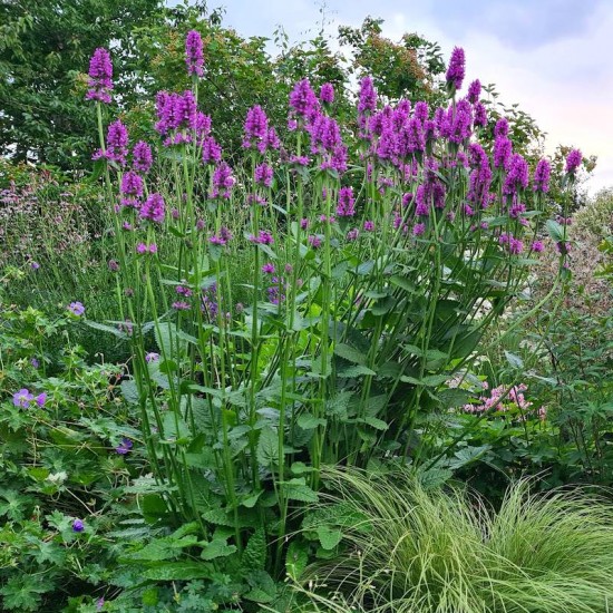 Notra (Stachys monieri) ‘Hummelo’