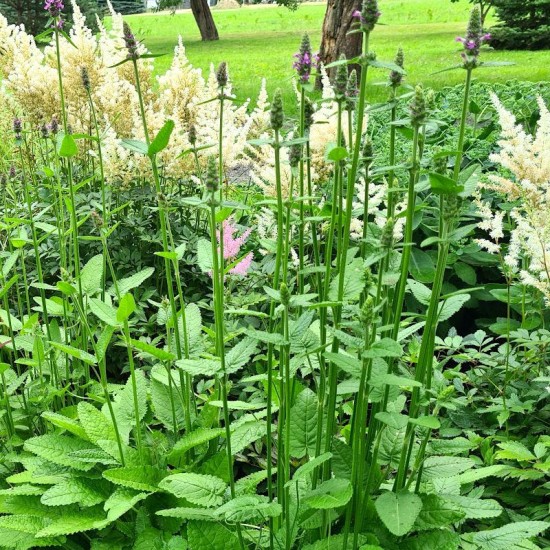 Notra (Stachys monieri) ‘Hummelo’