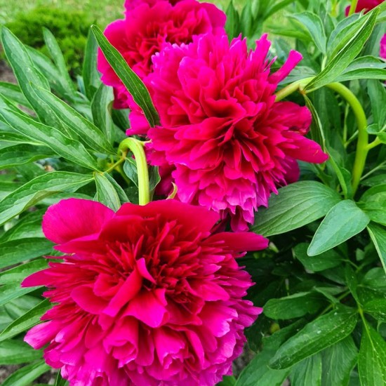 Bijūnas Vaistinis (Paeonia officinalis) 'Rubra Plena'