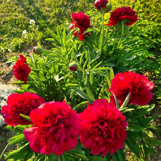 Bijūnas Vaistinis (Paeonia officinalis) 'Rubra Plena'