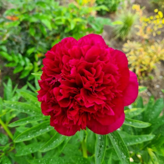 Bijūnas Vaistinis (Paeonia officinalis) 'Rubra Plena'