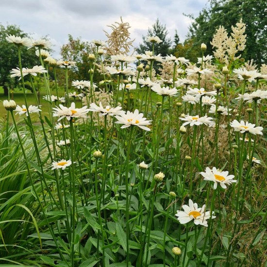 Baltagalvė (Leucanthemum x superbum) ‘Becky‘