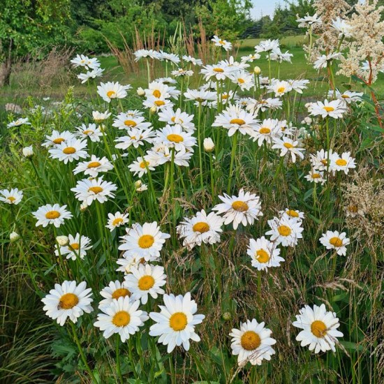 Baltagalvė (Leucanthemum x superbum) ‘Becky‘
