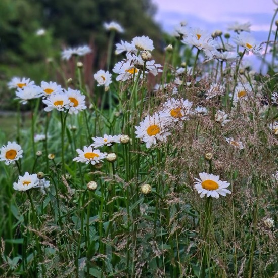 Baltagalvė (Leucanthemum x superbum) ‘Becky‘