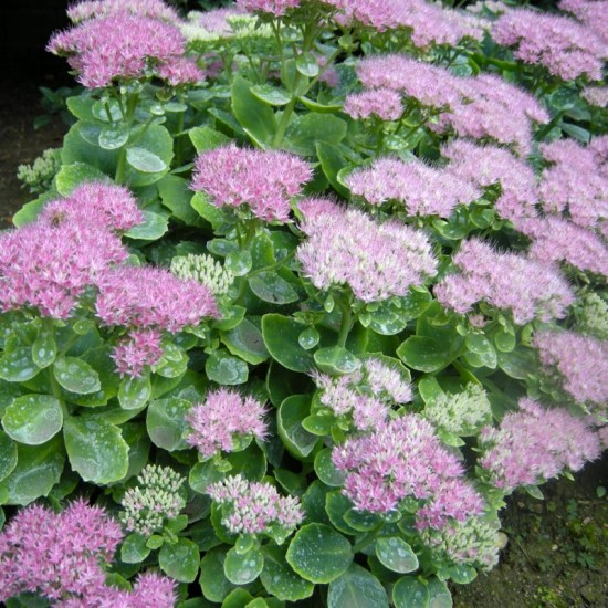 Šilokas ( Vilkpupė ) puošnusis (Sedum spectabile)