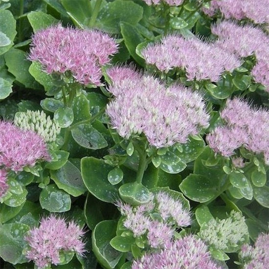 Šilokas ( Vilkpupė ) puošnusis (Sedum spectabile)