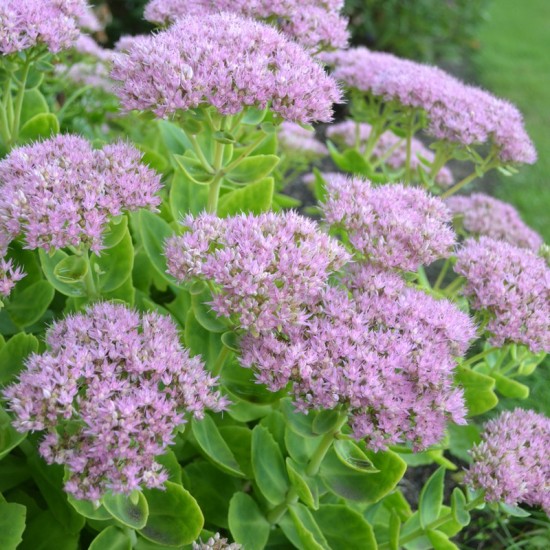 Šilokas ( Vilkpupė ) puošnusis (Sedum spectabile)