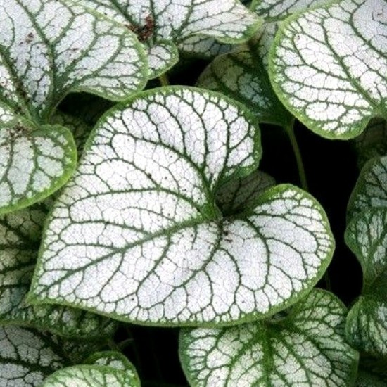 Brunera stambialapė (Brunnera macrophylla) 'Jack Frost'