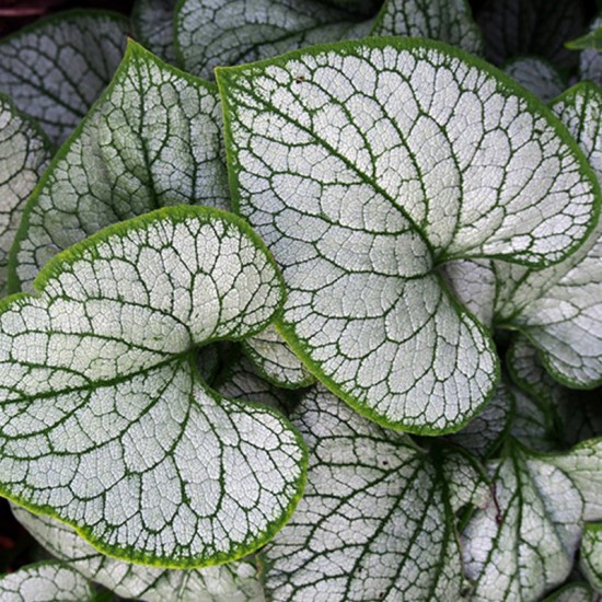 Brunera stambialapė (Brunnera macrophylla) 'Jack Frost'