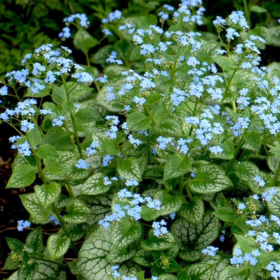 Brunera stambialapė (Brunnera macrophylla) 'Jack Frost'