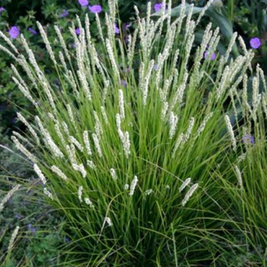 Melitas rudeninis ( Sesleria autumnalis)