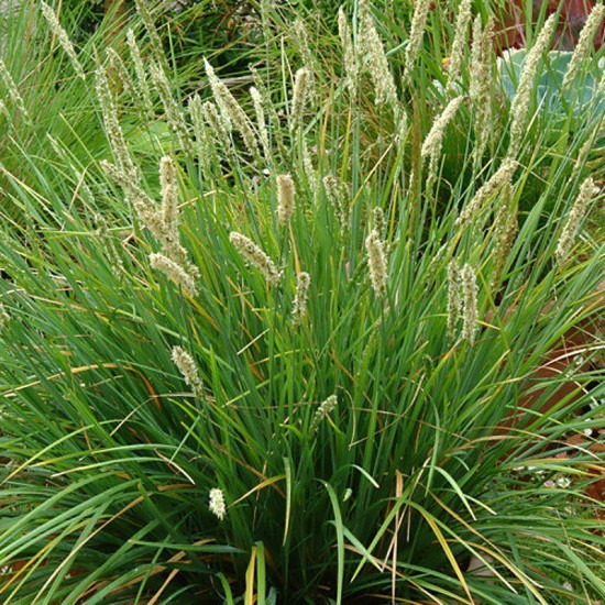 Melitas rudeninis ( Sesleria autumnalis)