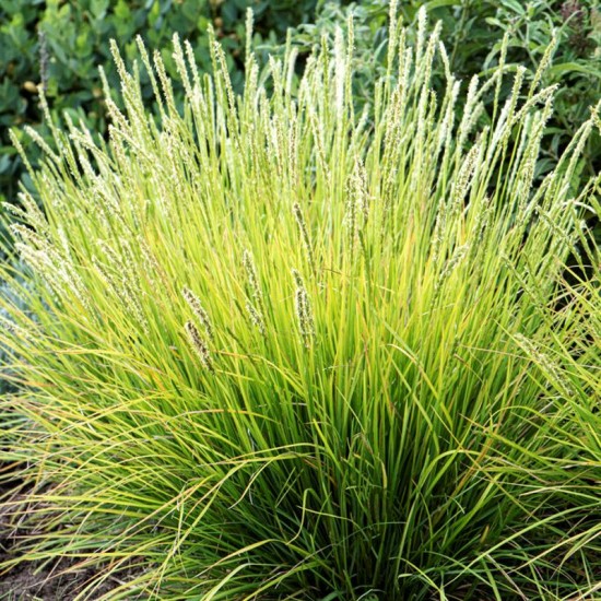 Melitas rudeninis ( Sesleria autumnalis)