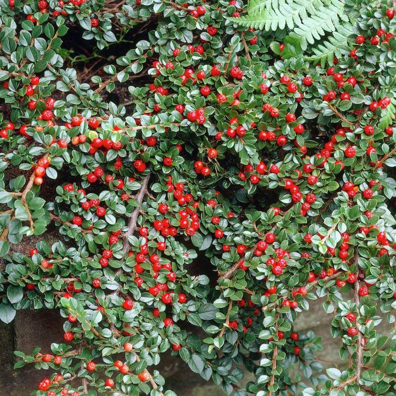 Kaulenis gulsčiasis (Cotoneaster horizontalis) Kaulenis gulsčiasis (Cotoneaster horizontalis)